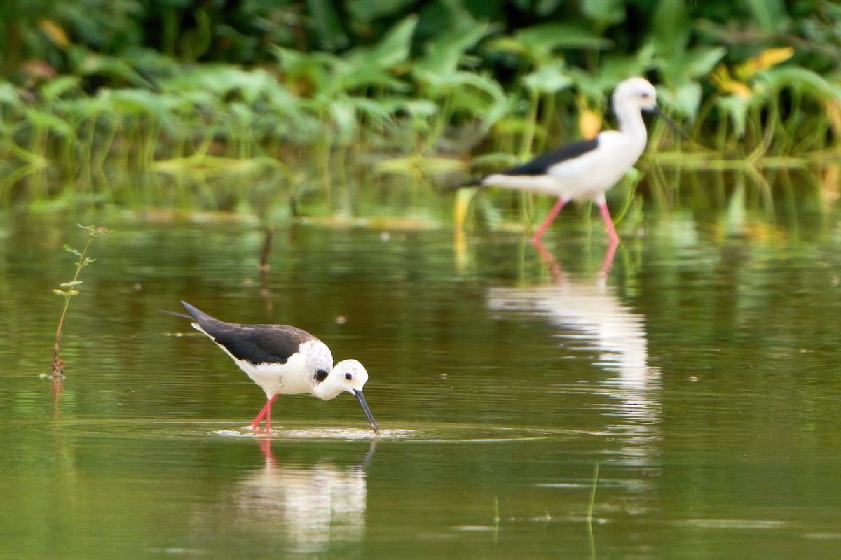 Black-winged Stilt - ML620703294