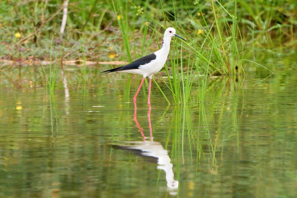 Black-winged Stilt - ML620703295