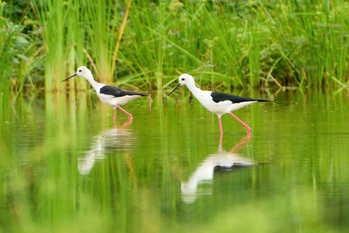 Black-winged Stilt - Yuh Woei Chong