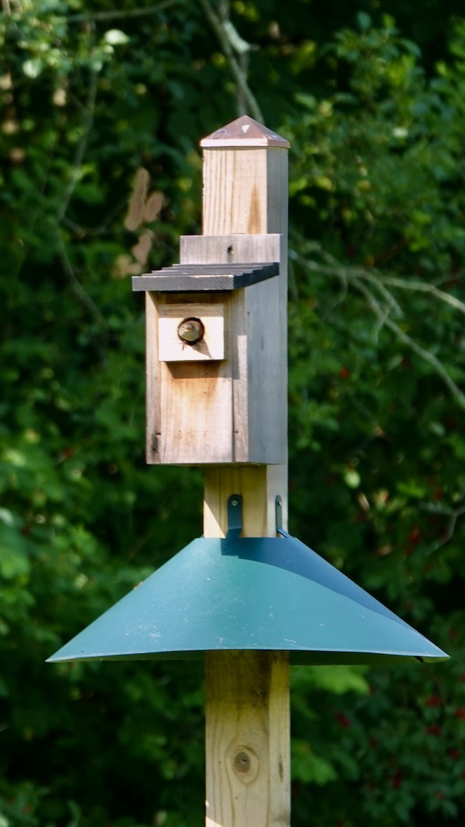 House Wren (Northern) - ML620703299