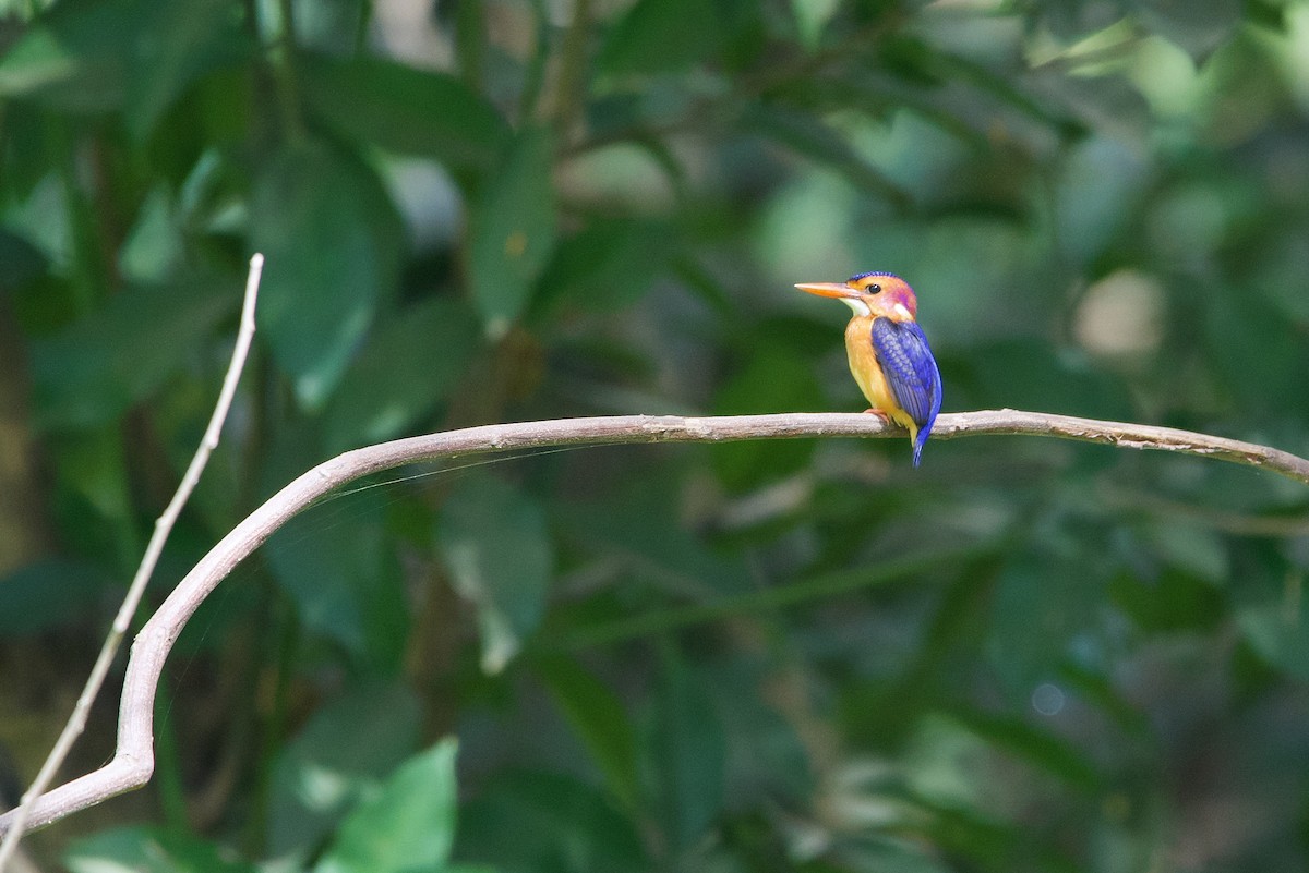 African Pygmy Kingfisher - ML620703300