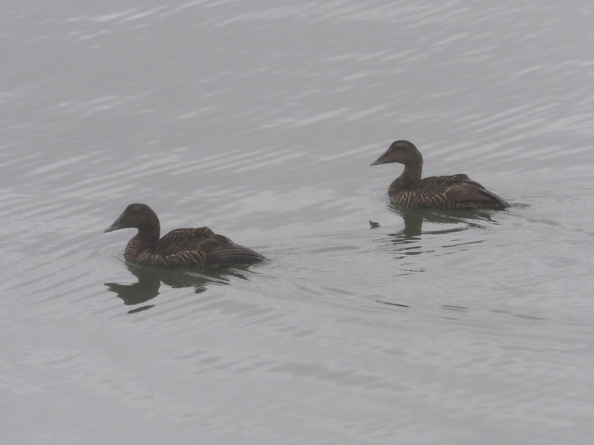 Common Eider - ML620703304