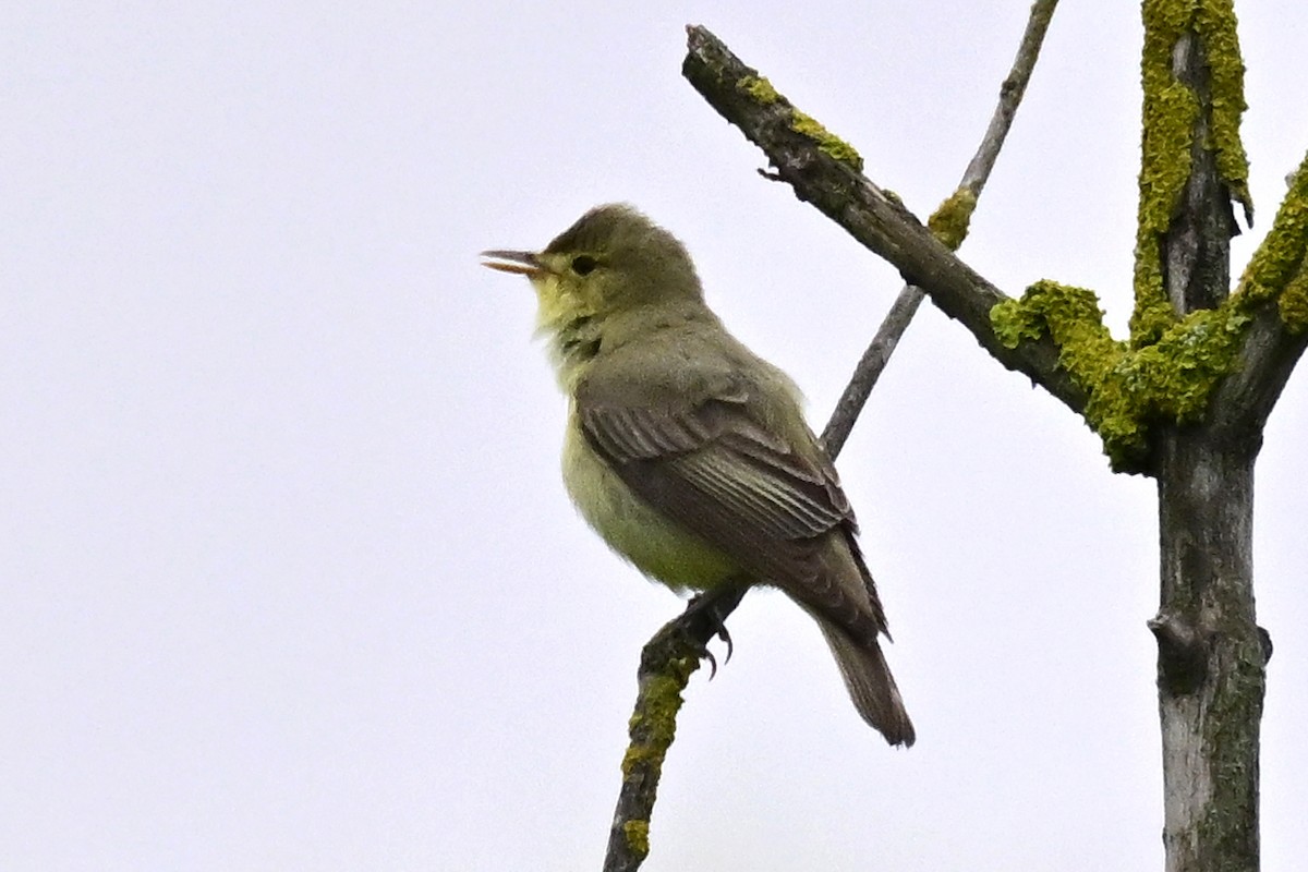 Icterine Warbler - ML620703307