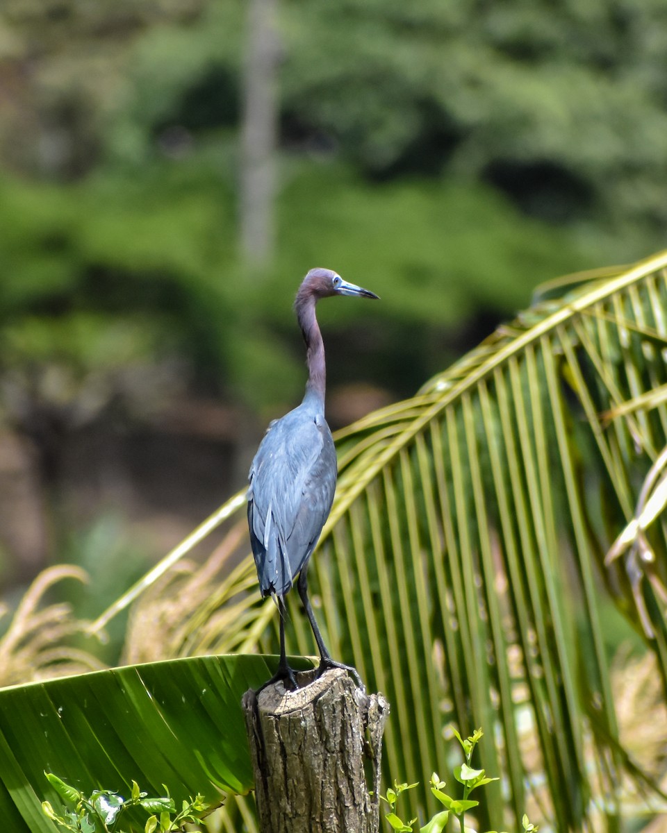 Little Blue Heron - ML620703311