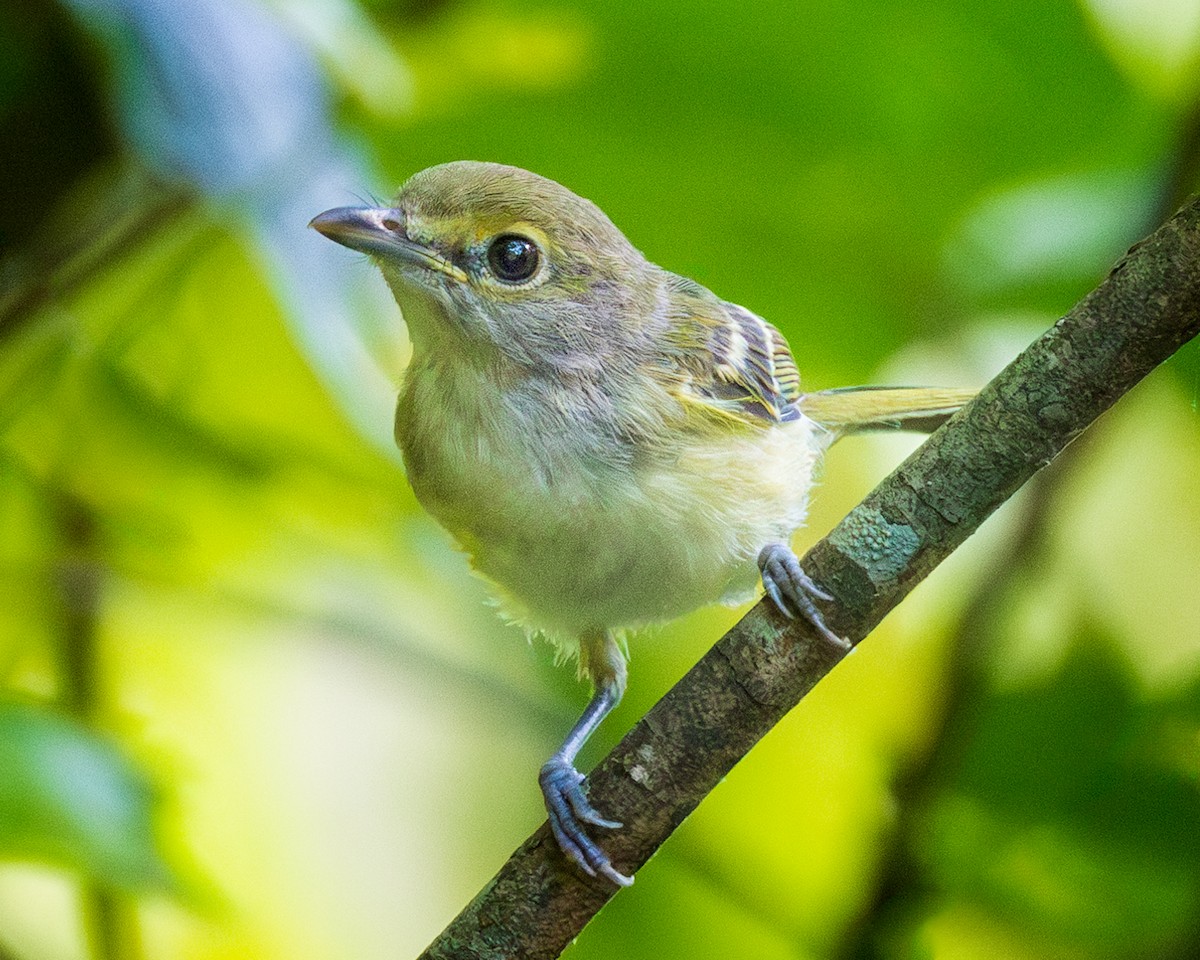 White-eyed Vireo - ML620703313