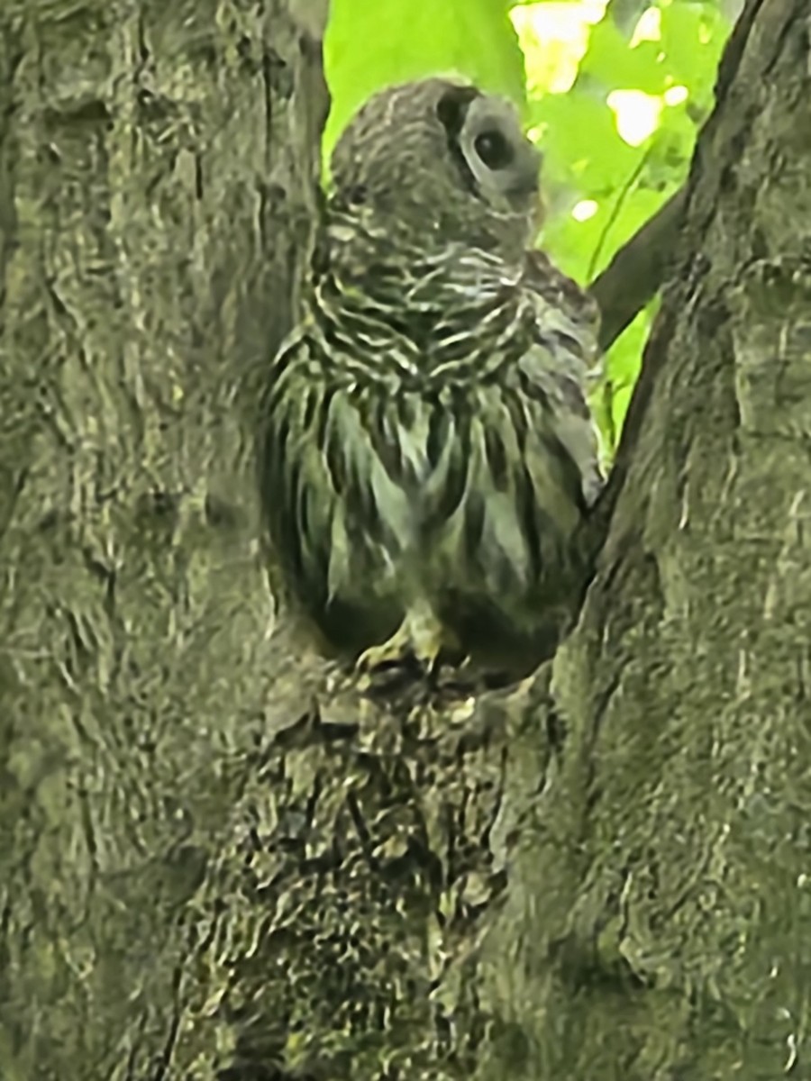 Barred Owl - ML620703317