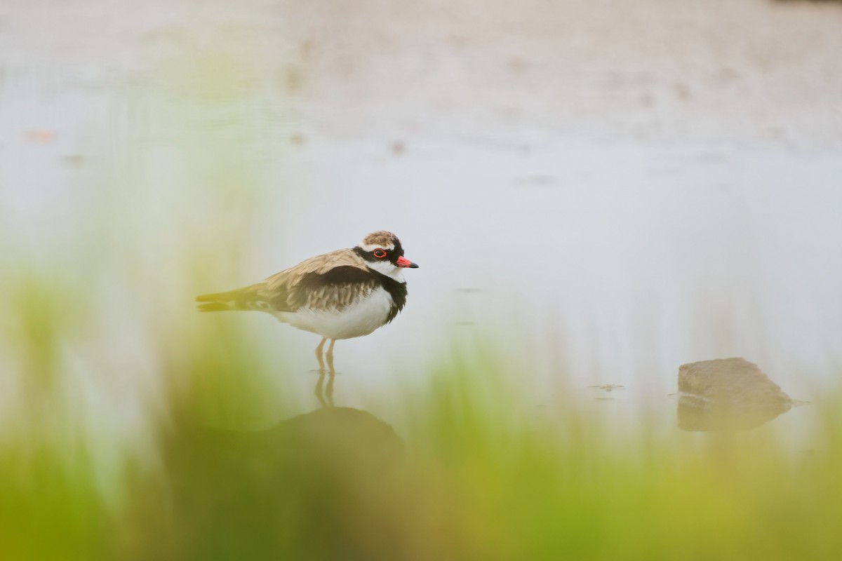 Black-fronted Dotterel - ML620703329