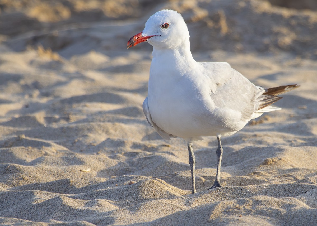 Audouin's Gull - ML620703334