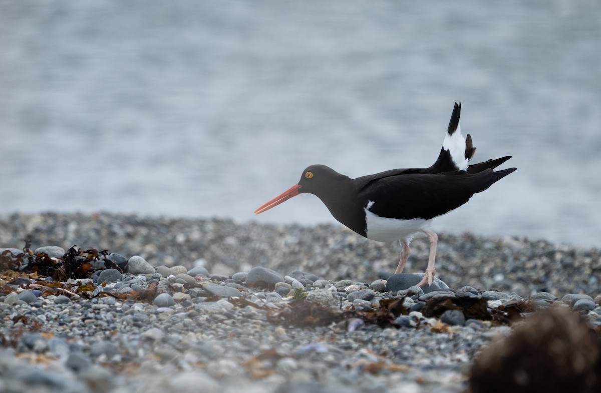 Magellanic Oystercatcher - ML620703335