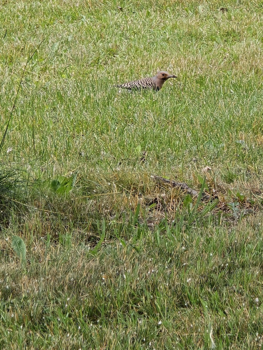 Northern Flicker - ML620703342