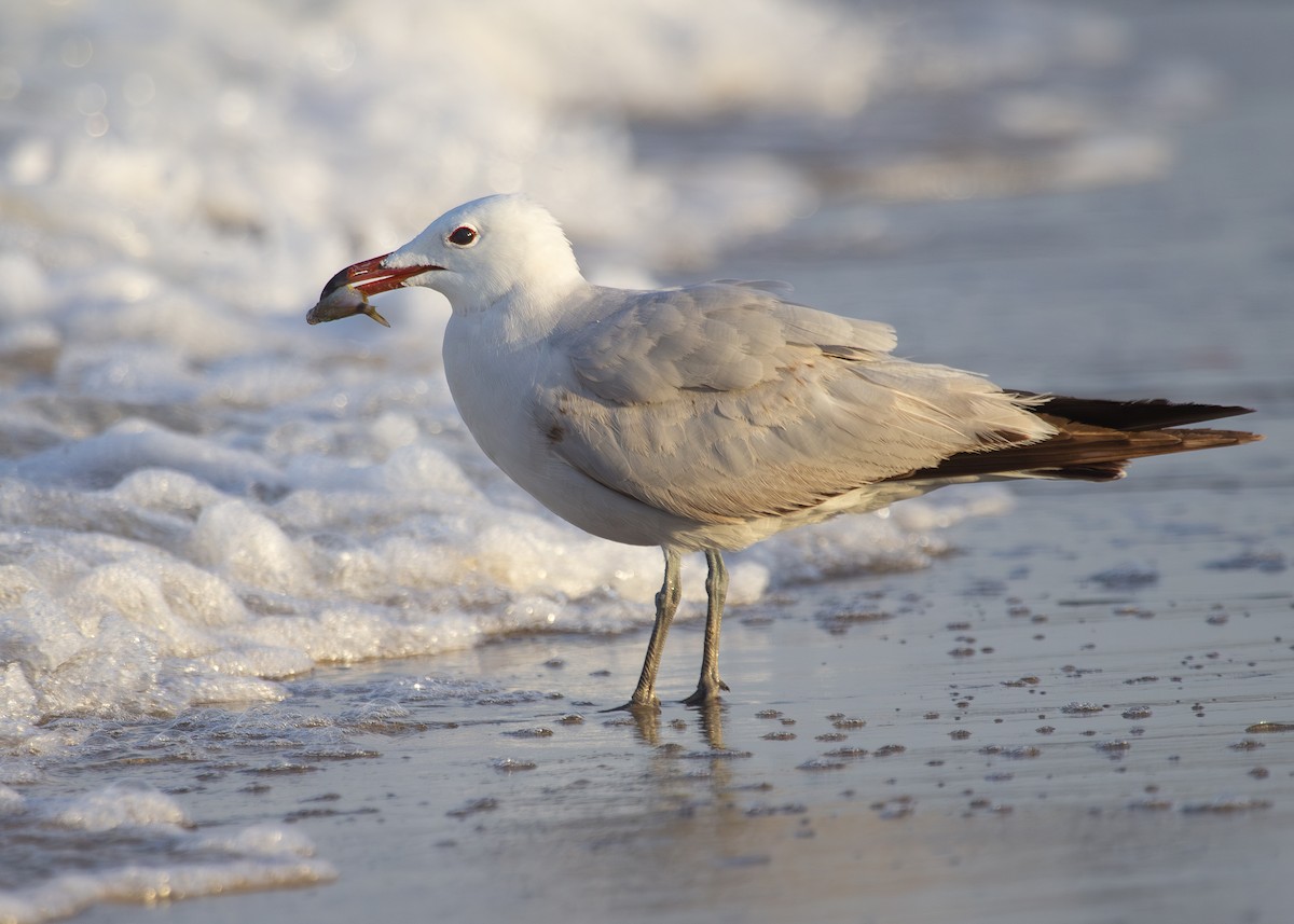 Audouin's Gull - Nathaniel Dargue