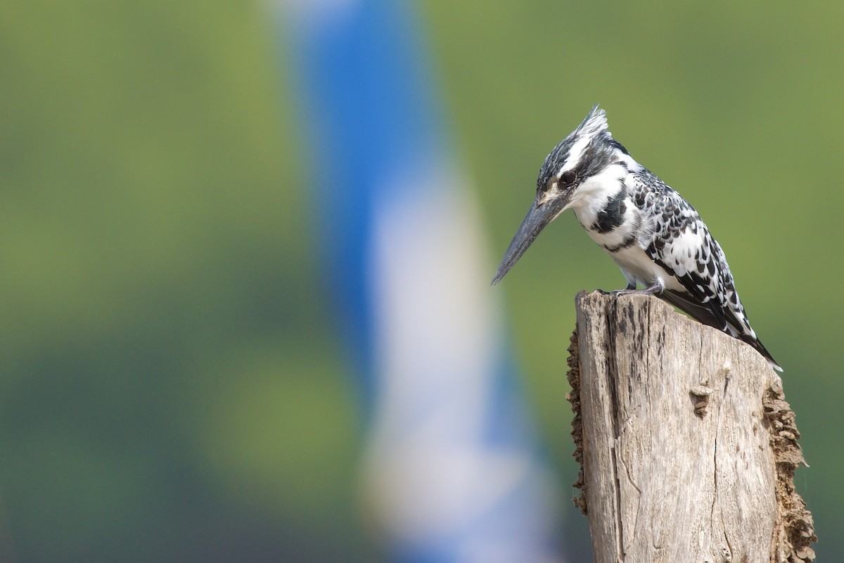 Pied Kingfisher - ML620703355