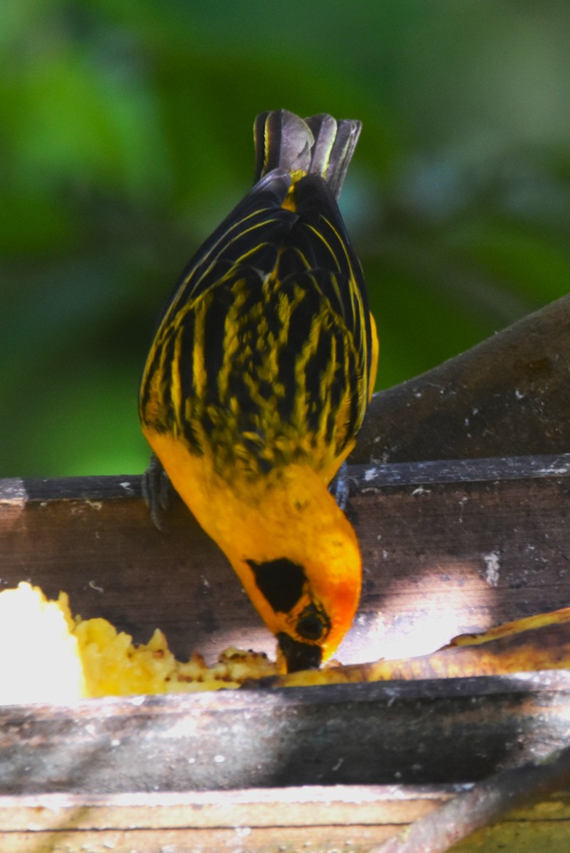 Golden Tanager - ML620703357