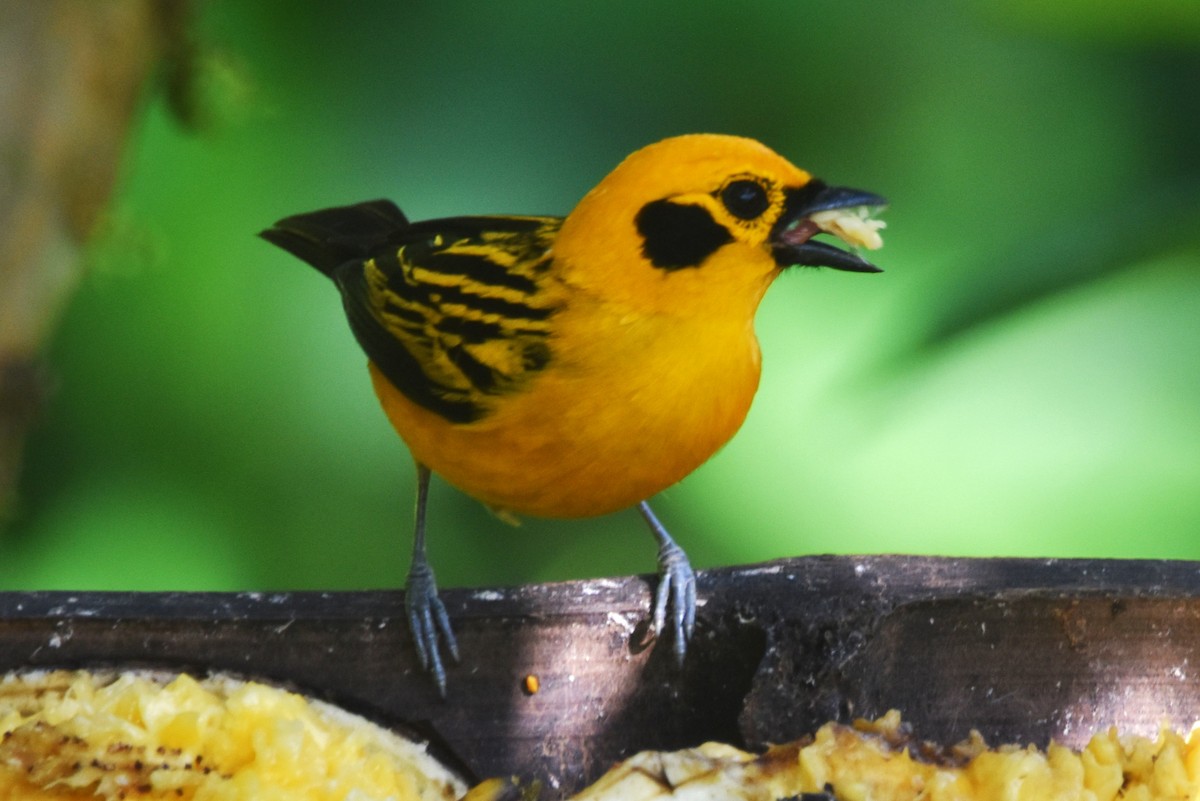 Golden Tanager - ML620703358