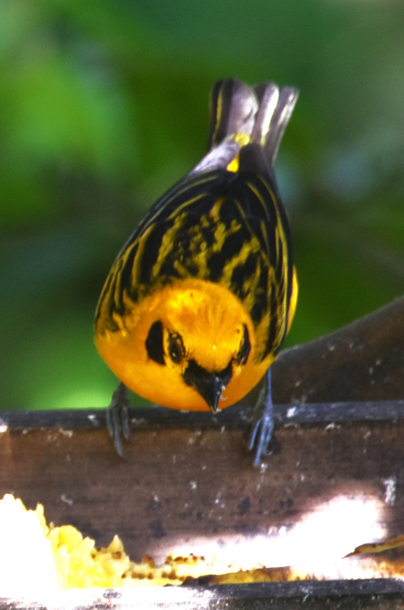 Golden Tanager - ML620703359