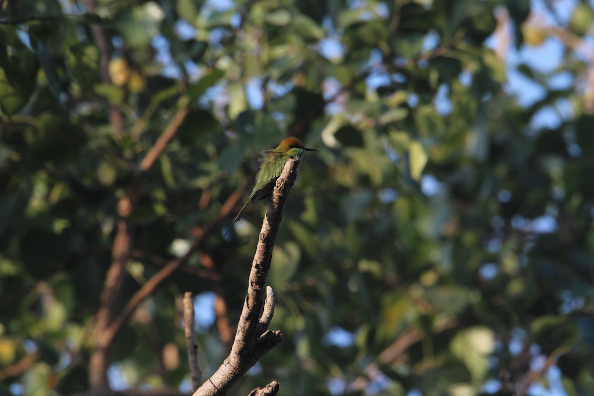 Asian Green Bee-eater - Karthick VS