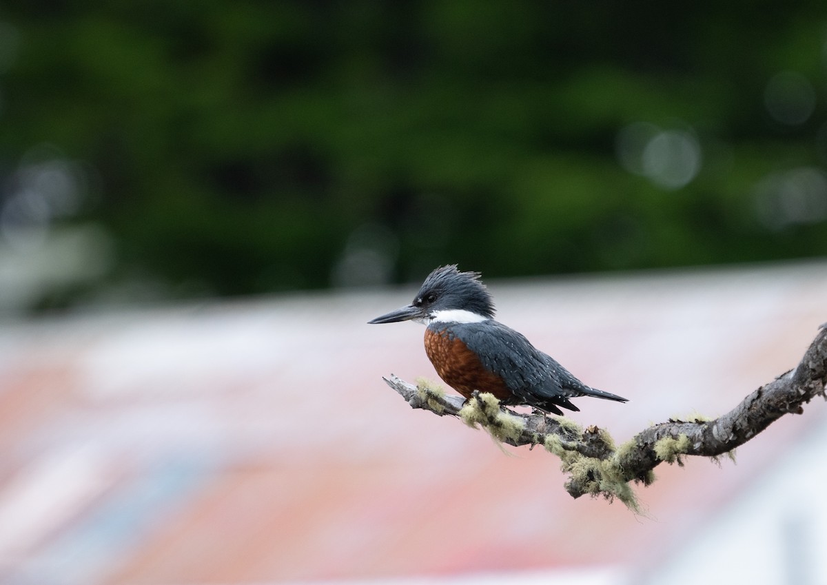 Ringed Kingfisher - ML620703364