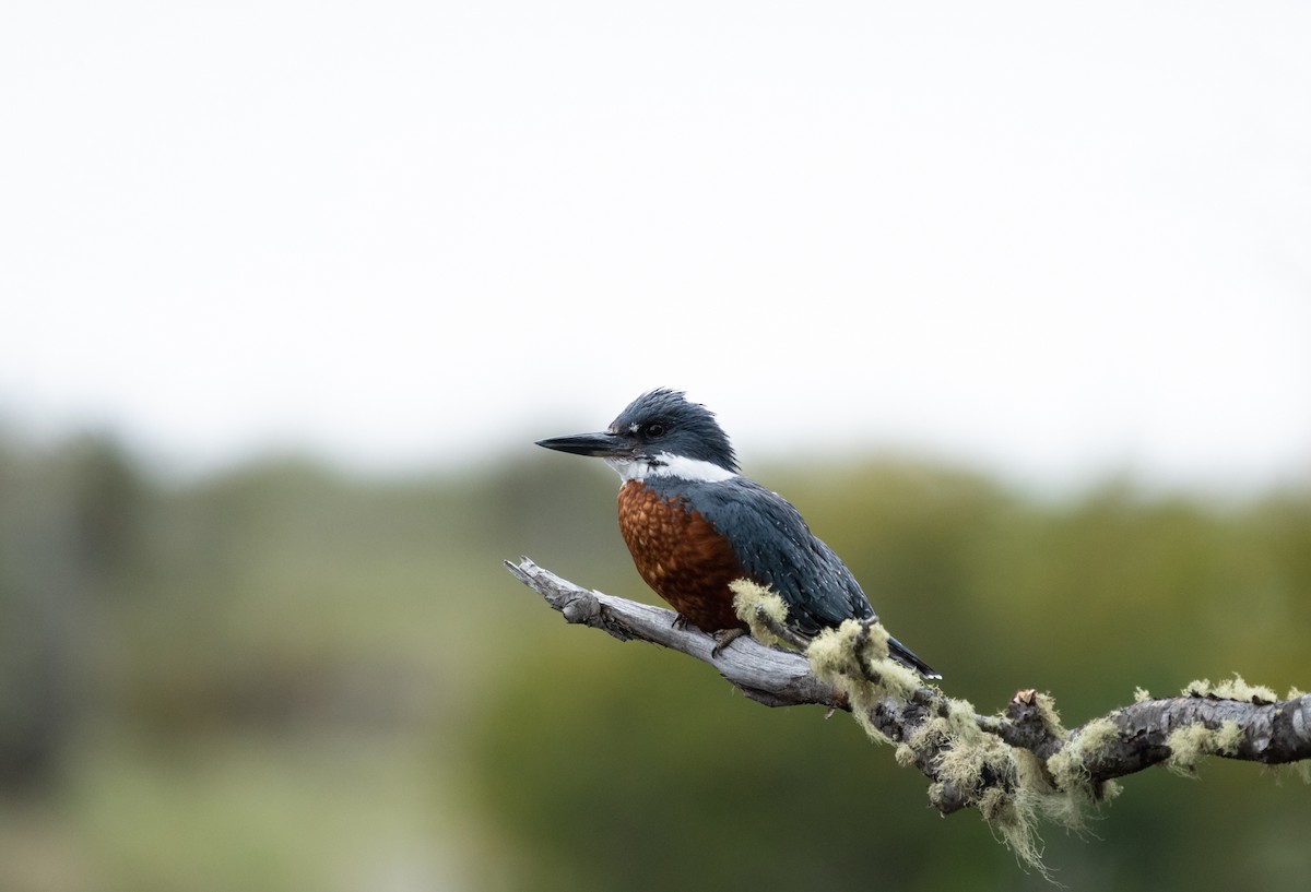 Ringed Kingfisher - ML620703365