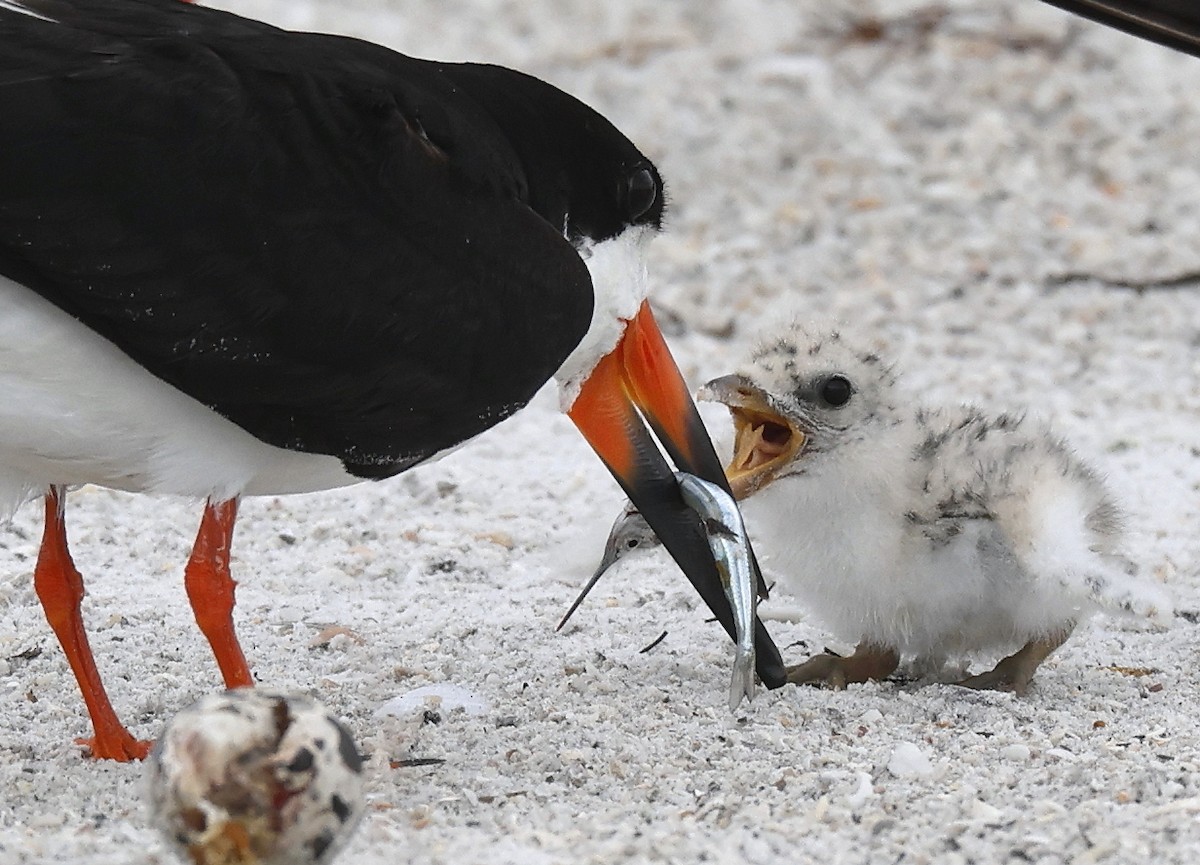 Black Skimmer - ML620703366