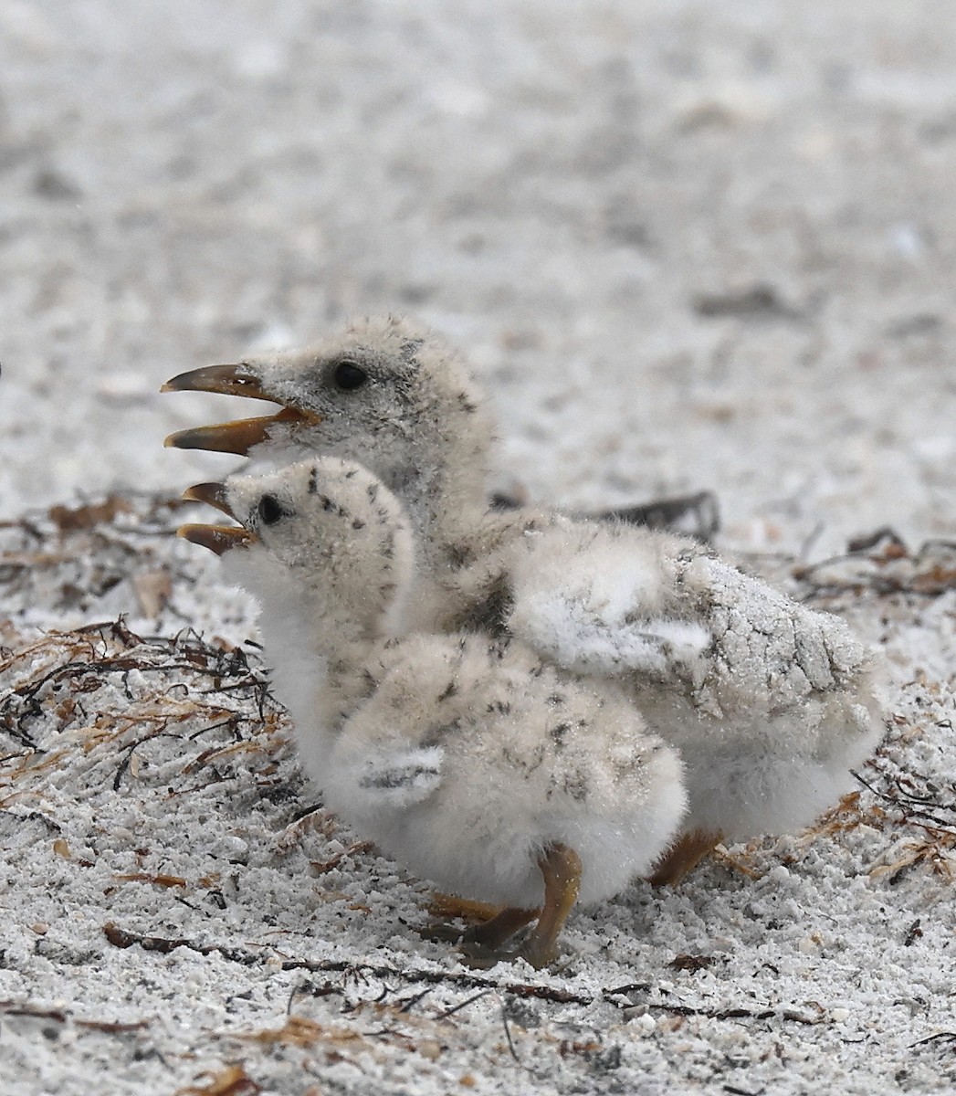 Black Skimmer - ML620703367