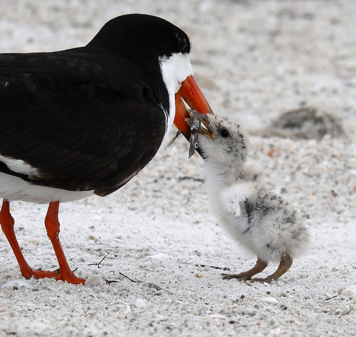 Black Skimmer - Hal and Kirsten Snyder