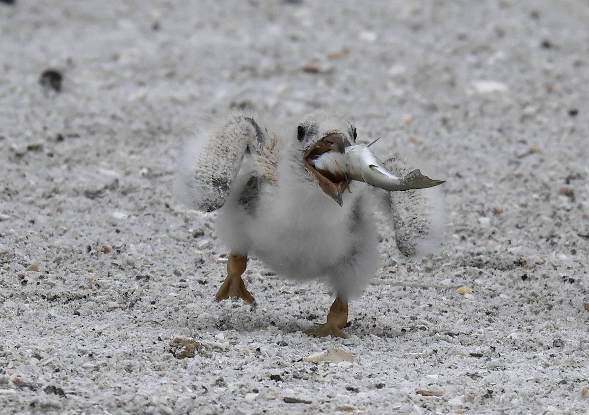 Black Skimmer - ML620703369