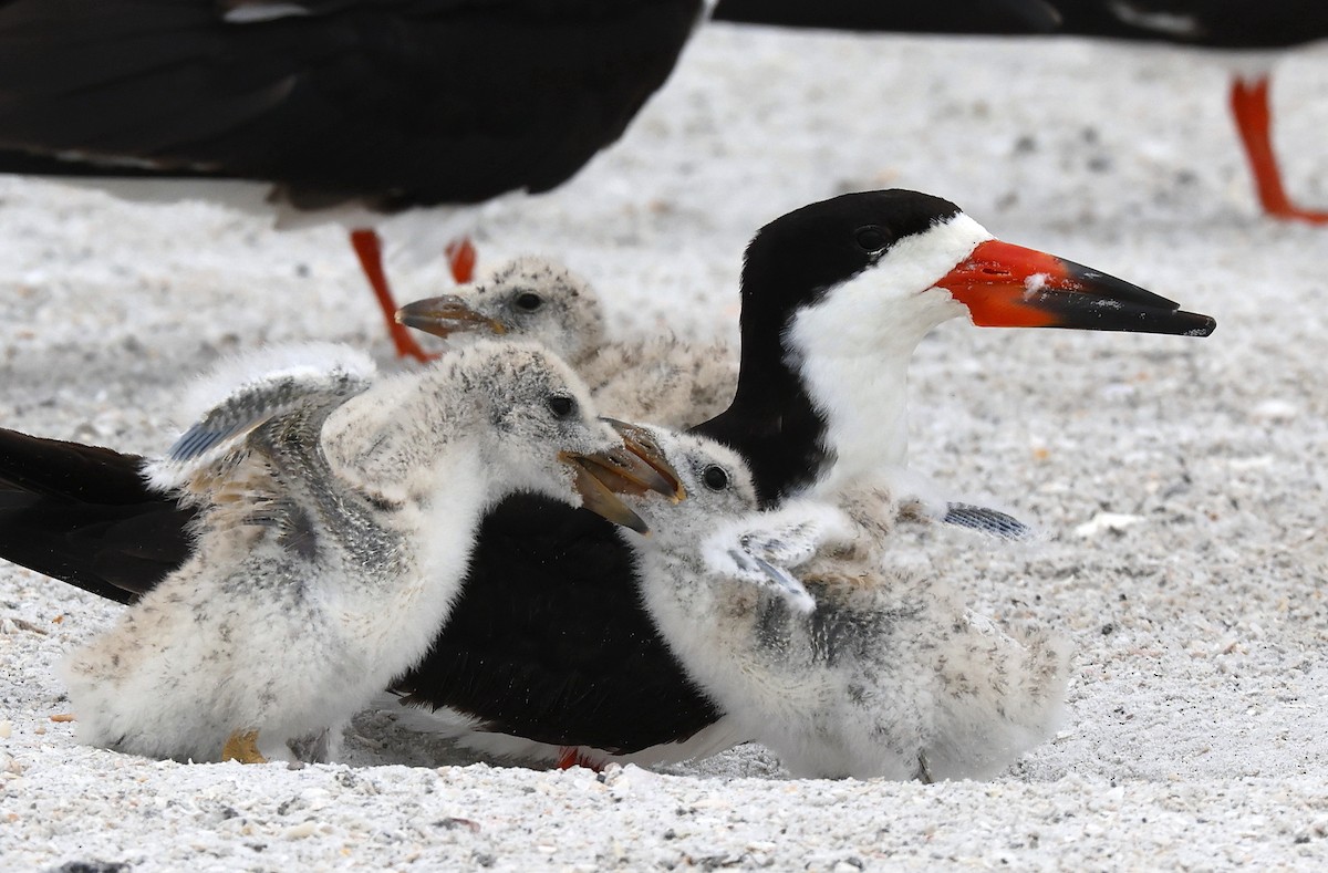 Black Skimmer - ML620703372