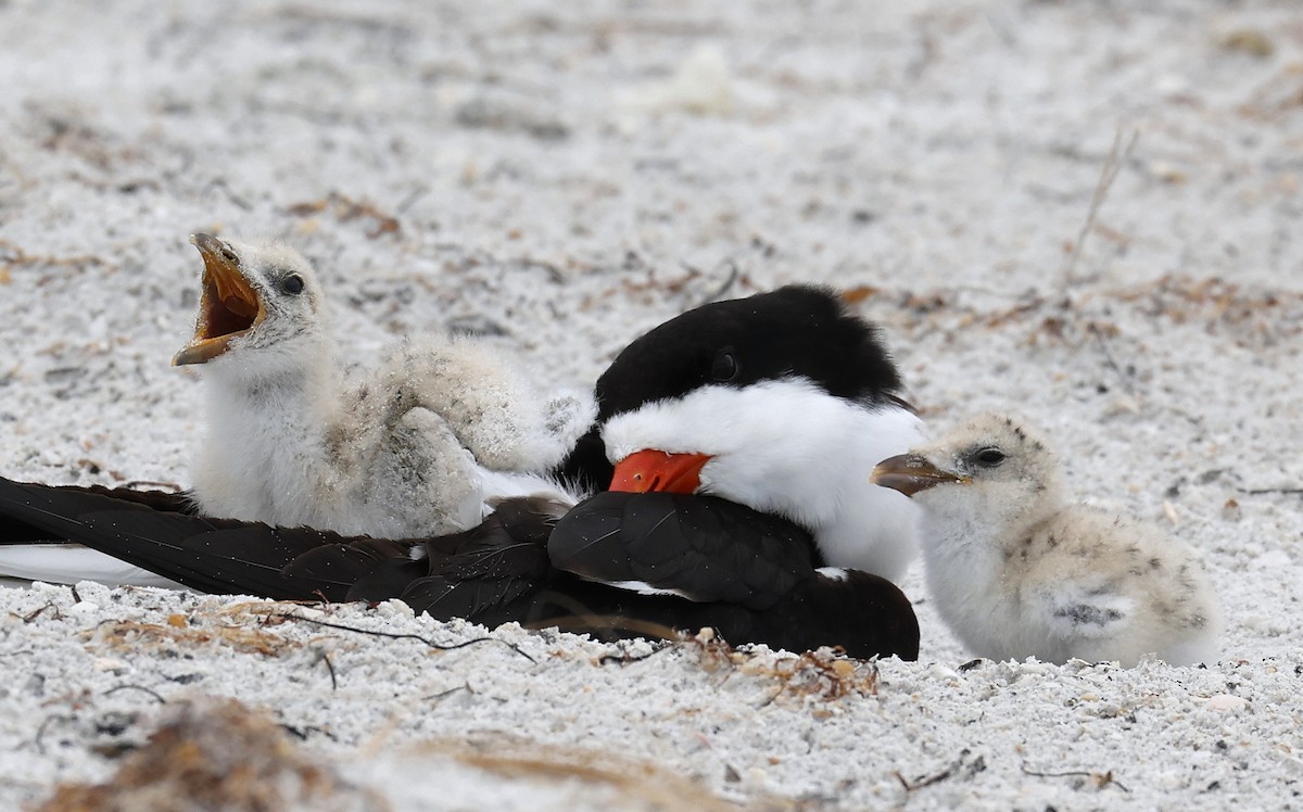 Black Skimmer - ML620703373