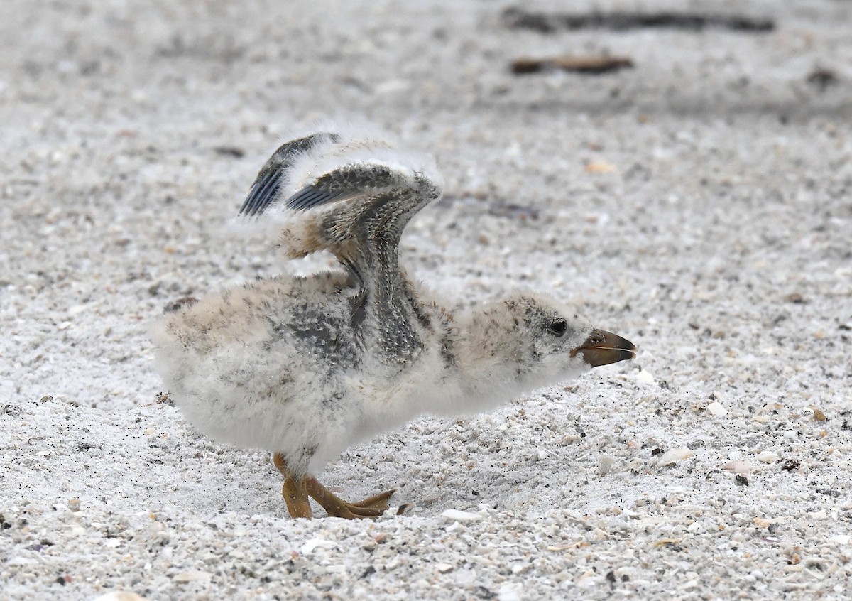 Black Skimmer - ML620703374