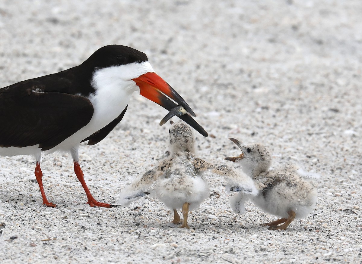 Black Skimmer - ML620703375