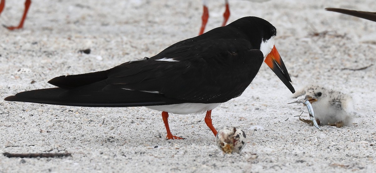 Black Skimmer - ML620703376