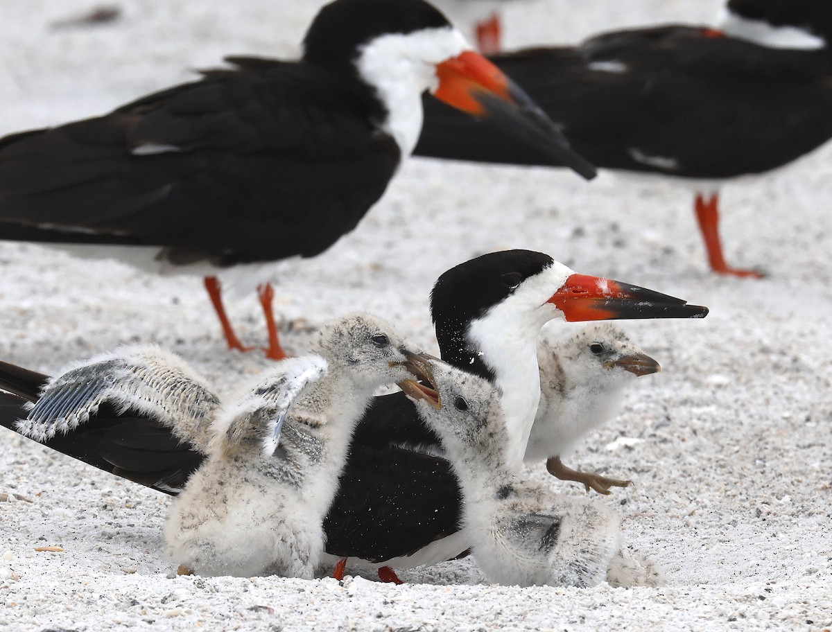 Black Skimmer - ML620703379