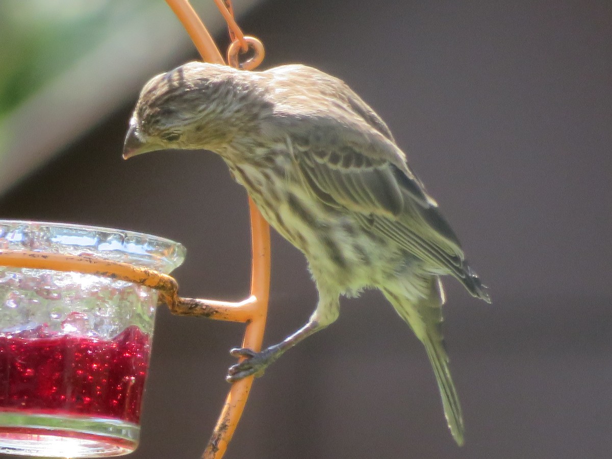 House Finch - ML620703383