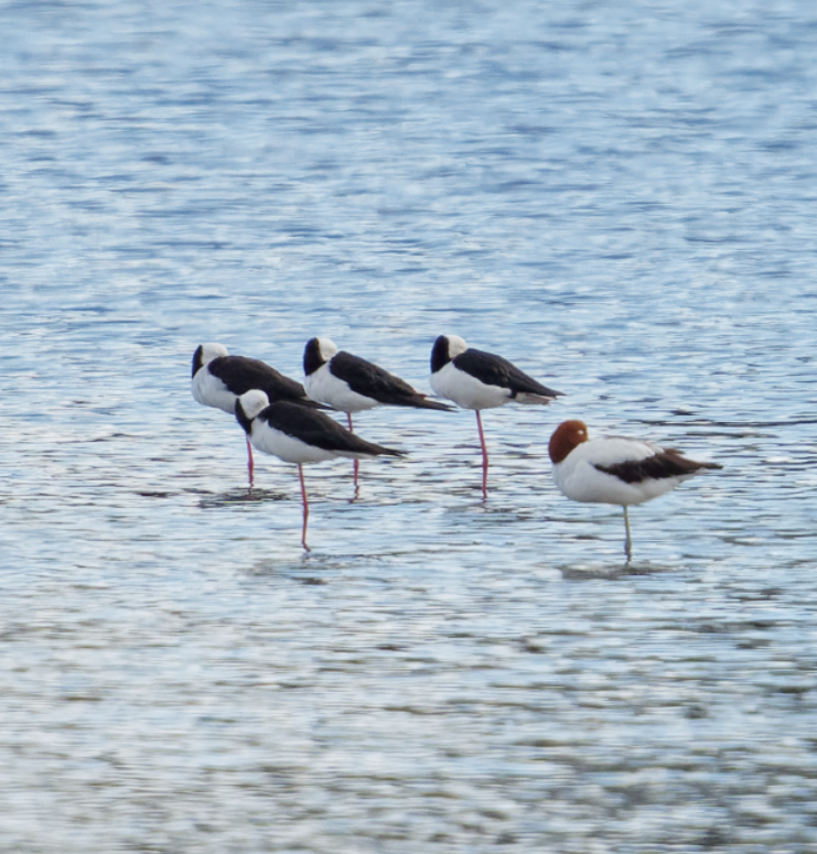 Pied Stilt - ML620703384