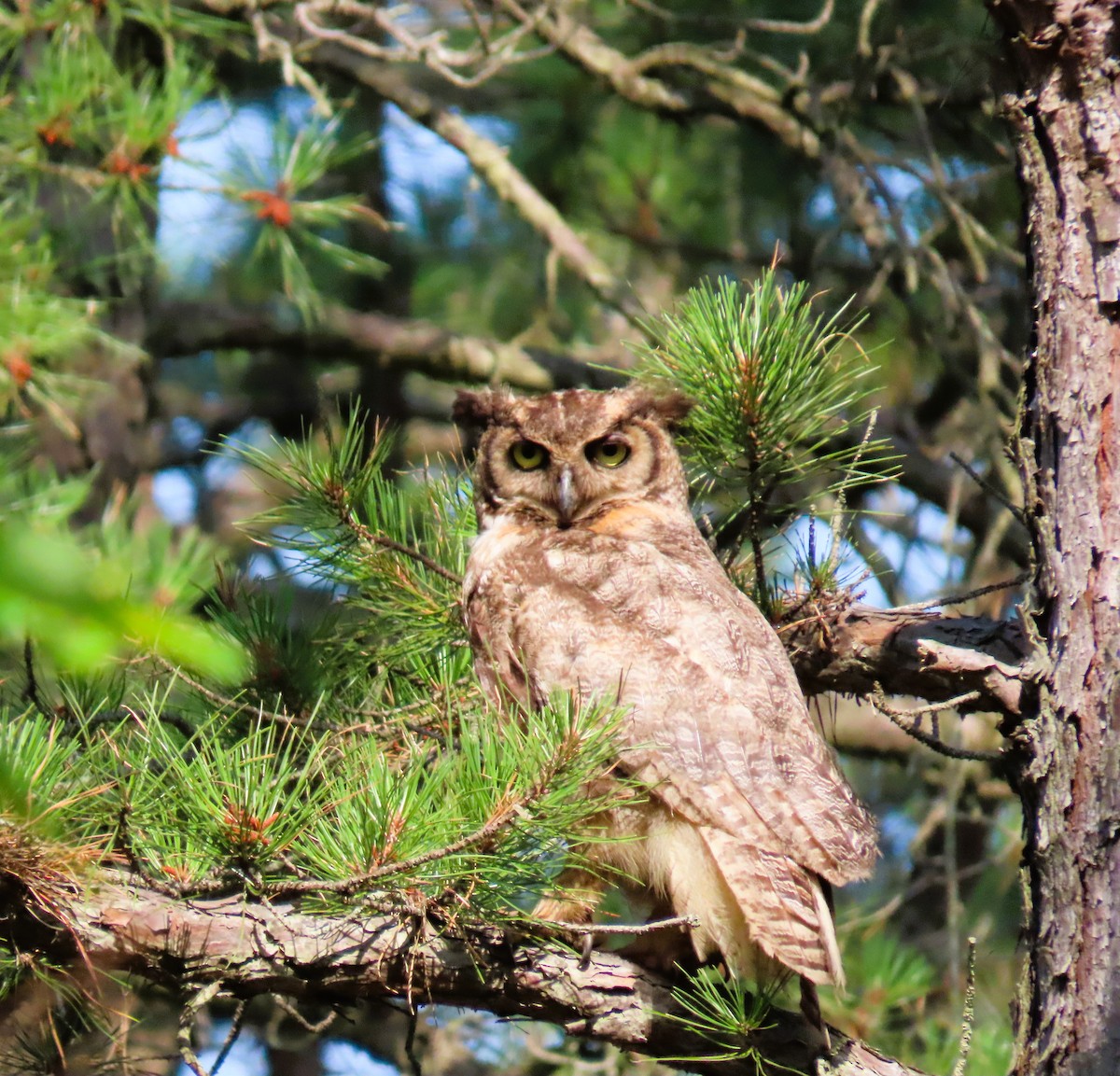 Great Horned Owl - ML620703387