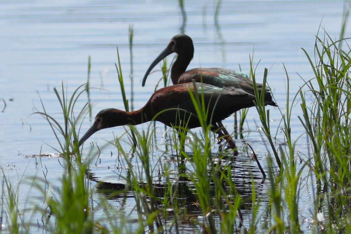 ibis americký - ML620703388