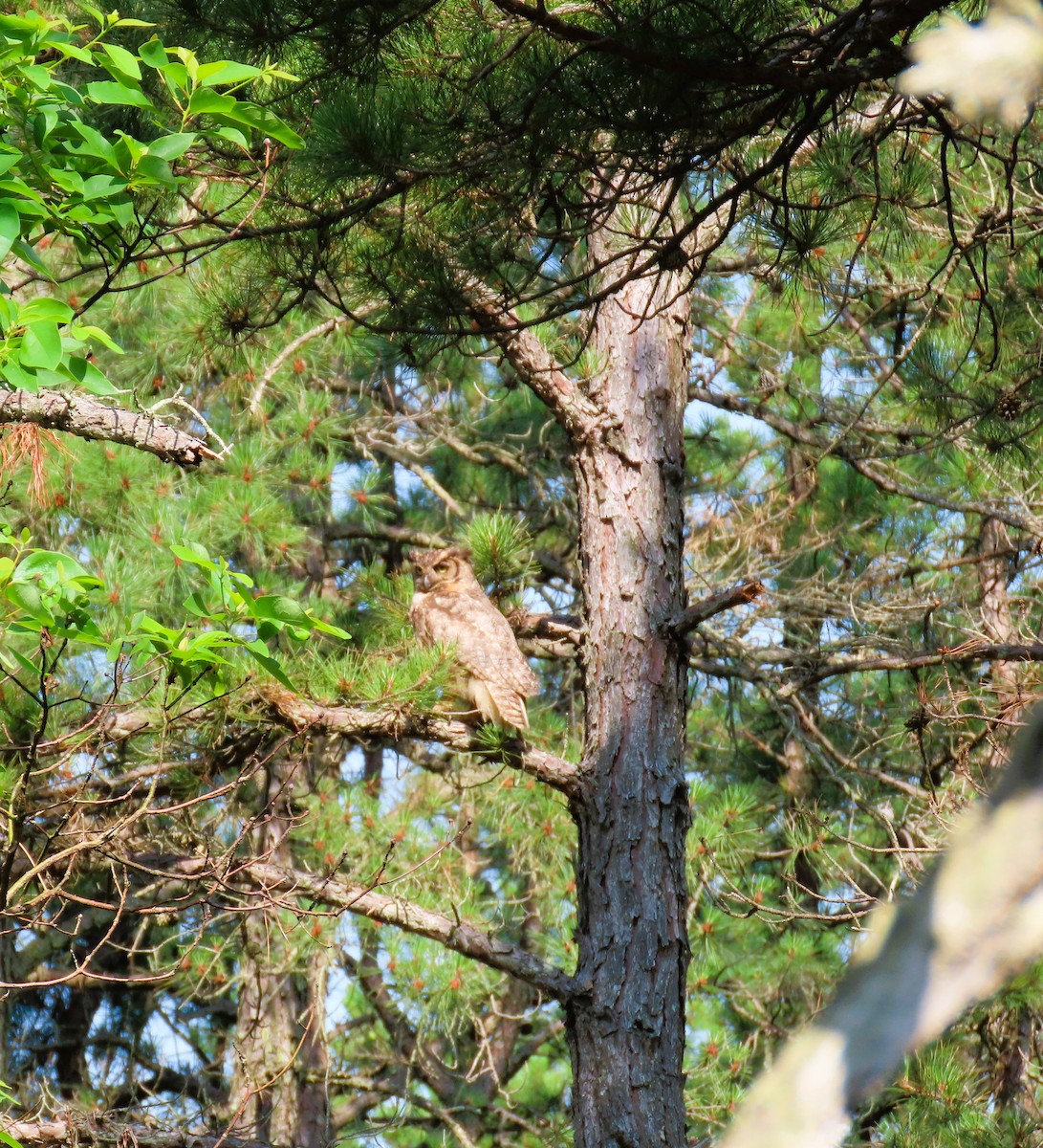 Great Horned Owl - ML620703389