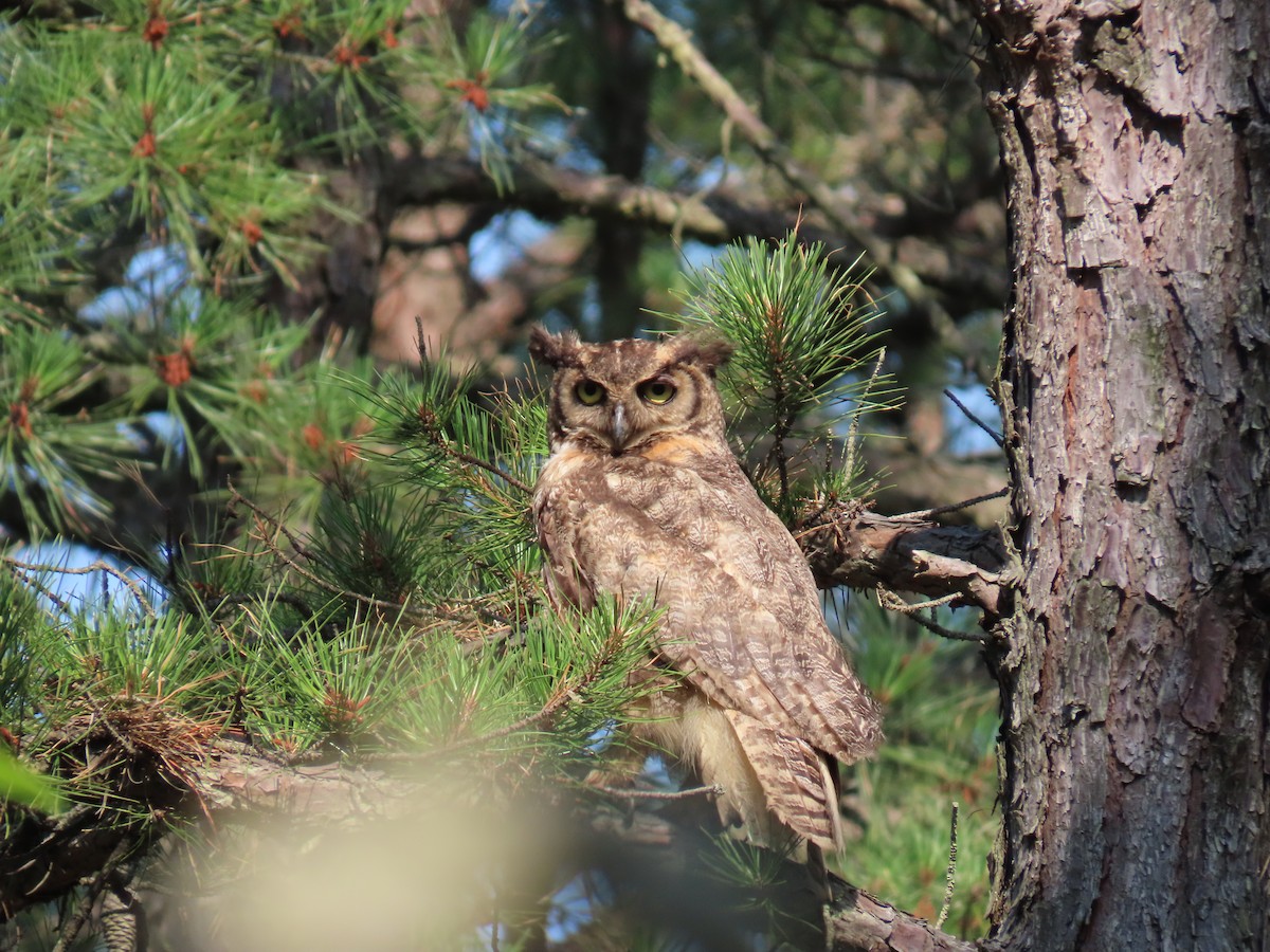 Great Horned Owl - Larry Zirlin