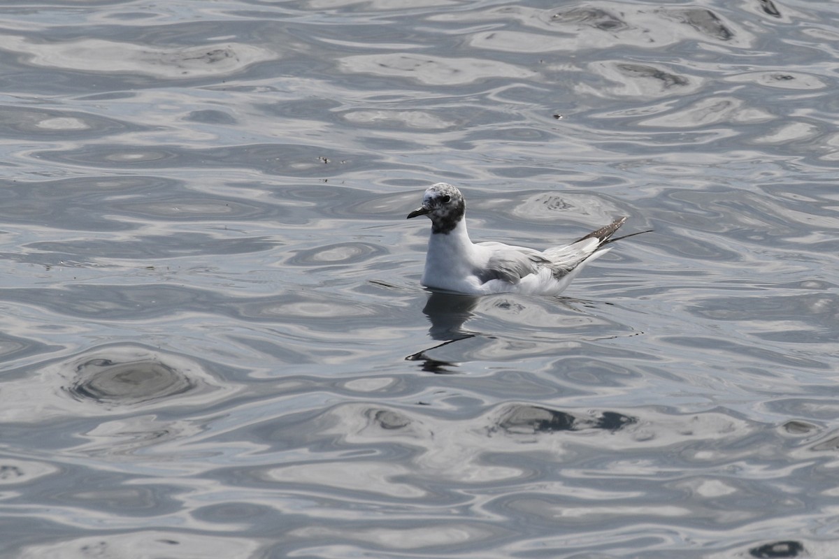 Bonaparte's Gull - ML620703391