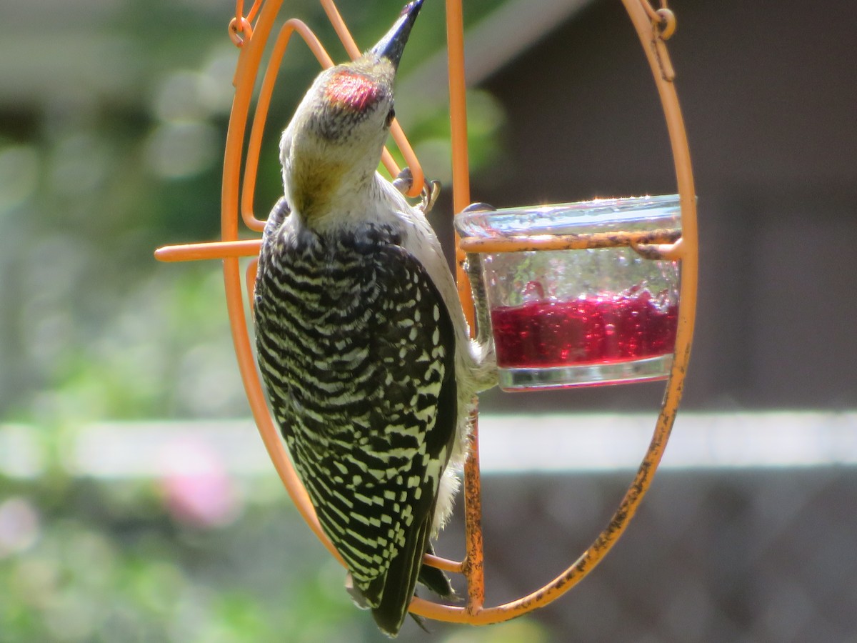 Golden-fronted Woodpecker - ML620703393