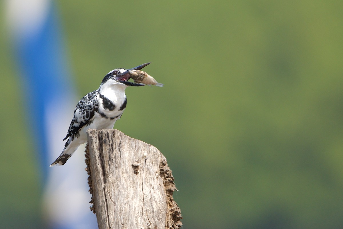 Pied Kingfisher - ML620703394