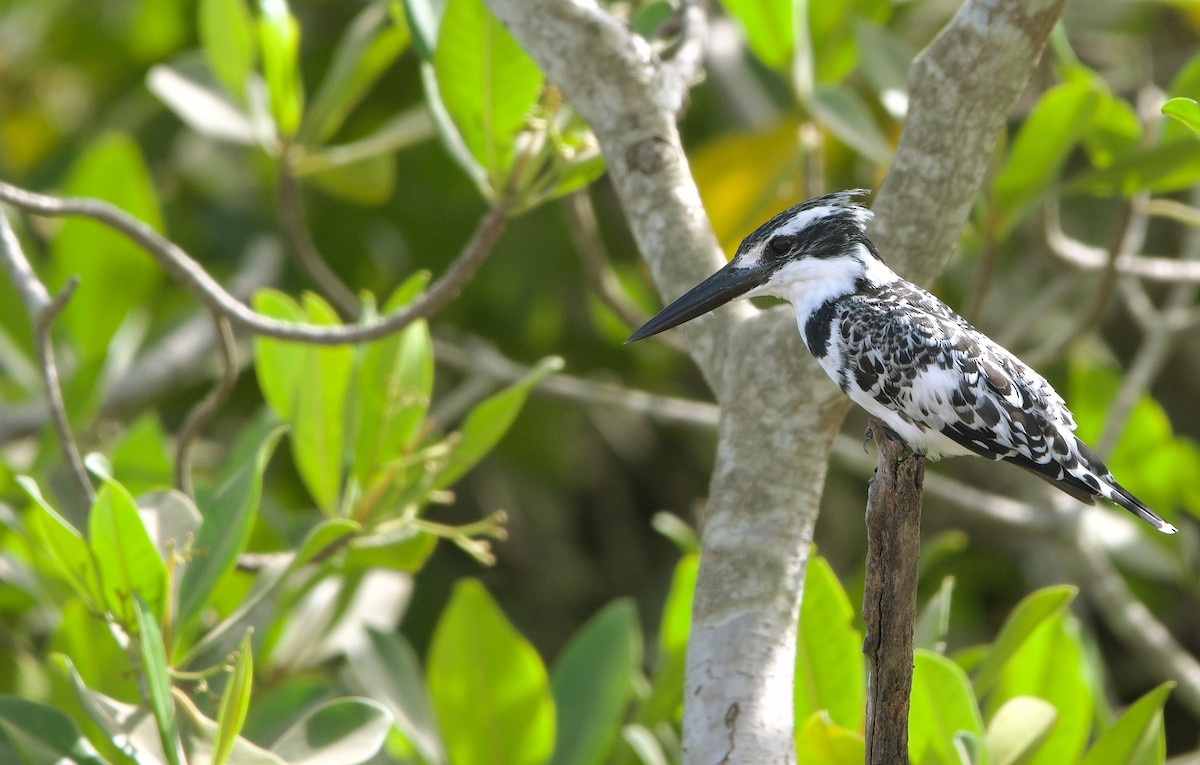 Pied Kingfisher - ML620703395