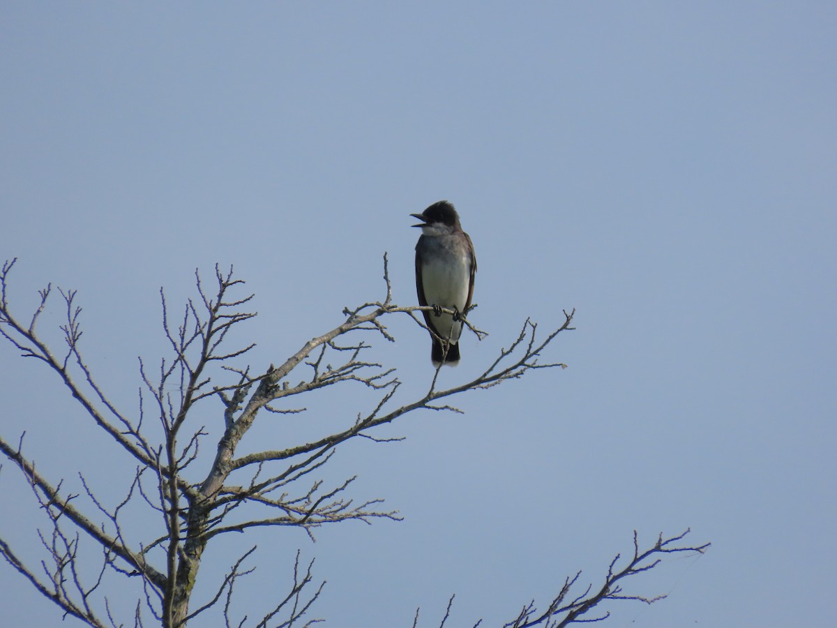 Schieferrücken-Königstyrann - ML620703396