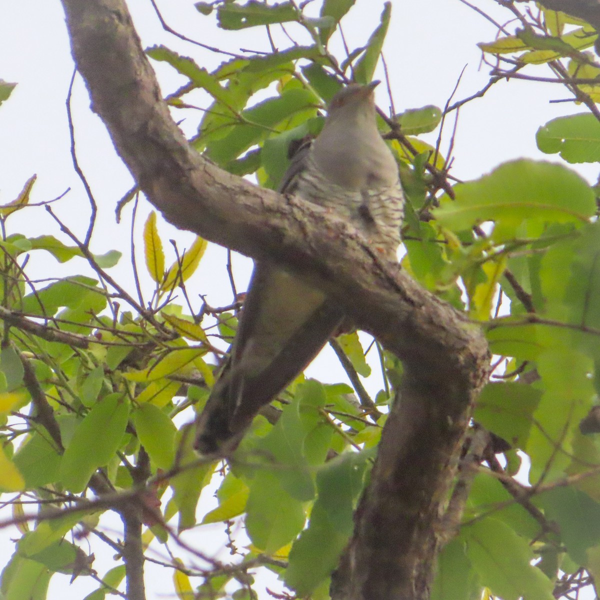 Common Cuckoo - ML620703397