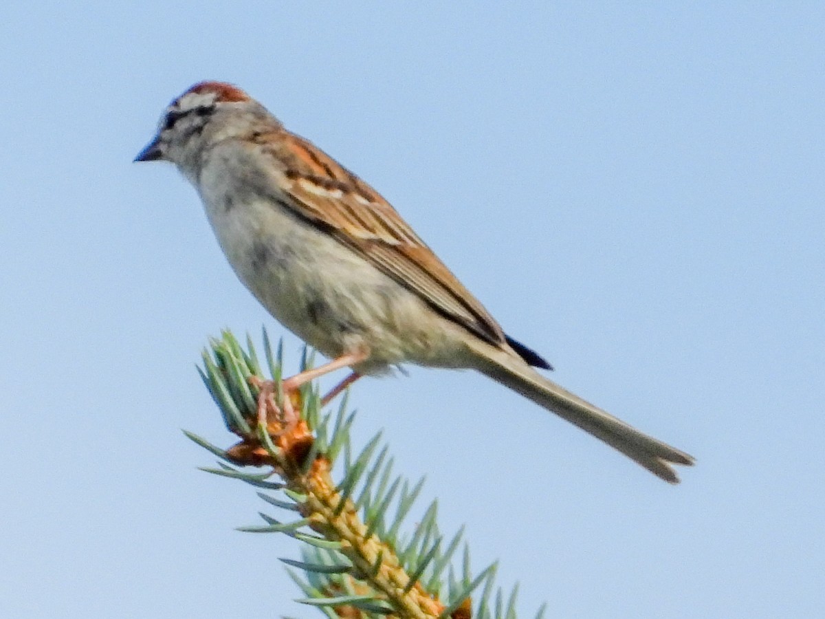 Chipping Sparrow - Laura Brown