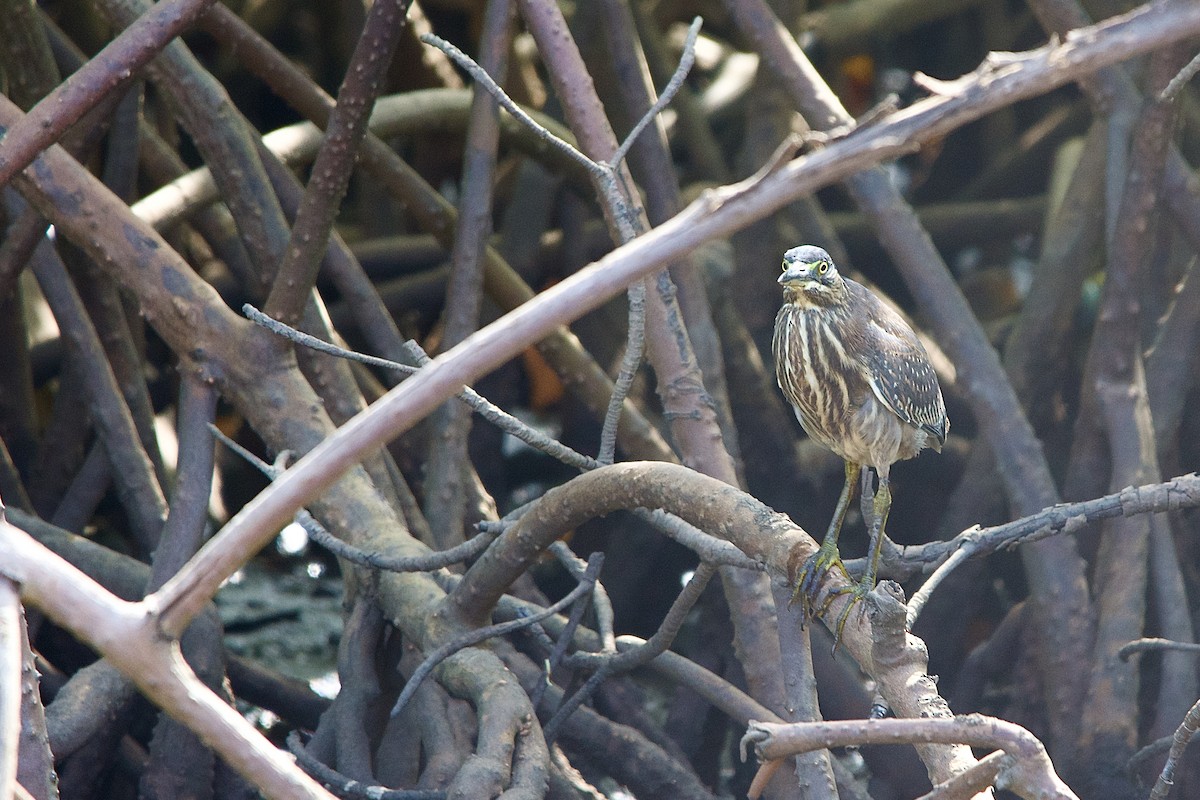 Striated Heron - ML620703399