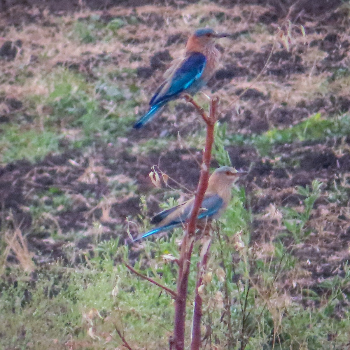 Indian Roller - ML620703406