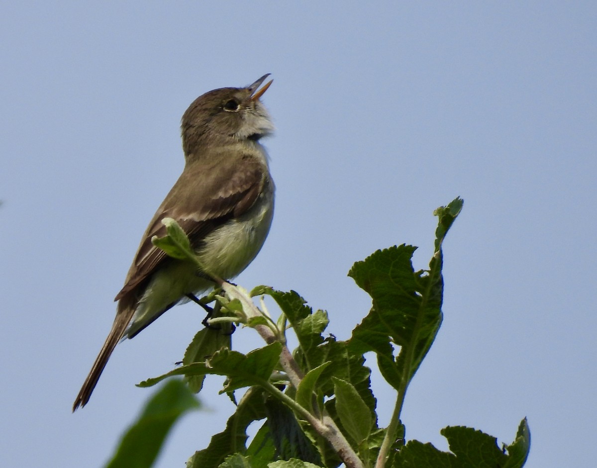 Willow Flycatcher - ML620703407