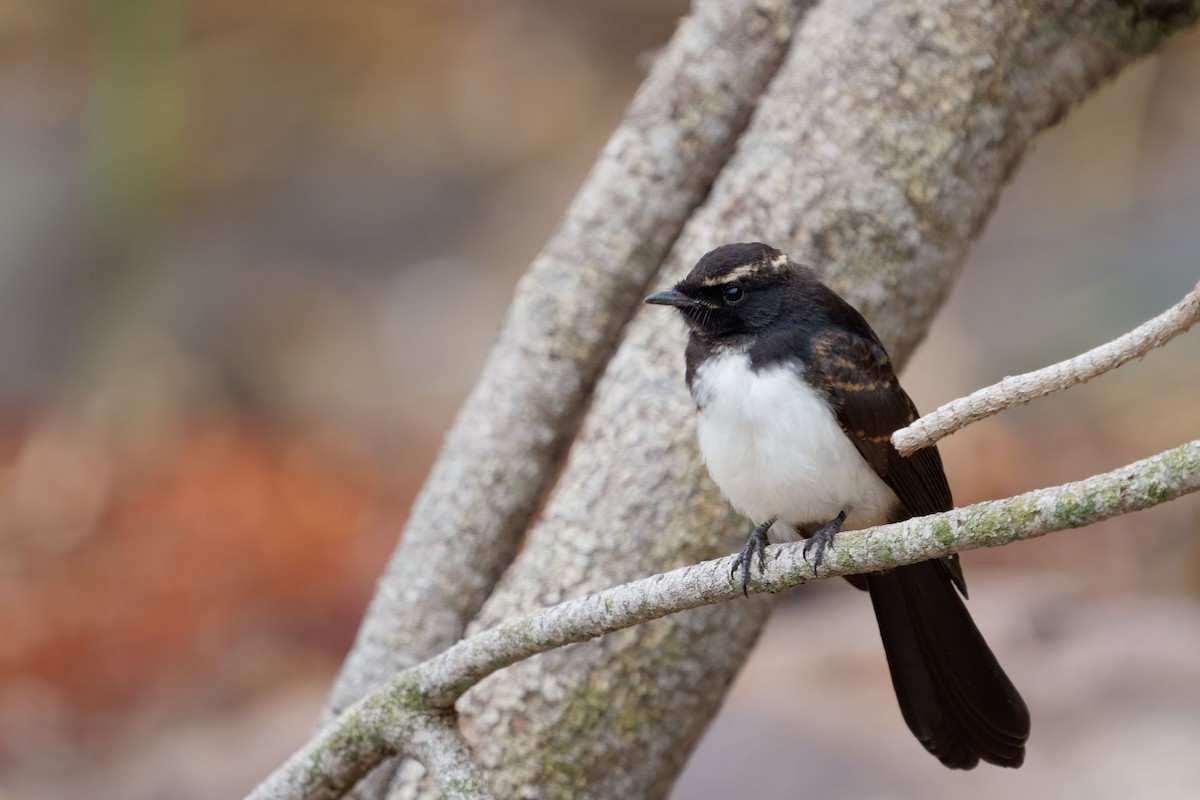 Willie-wagtail - ML620703413