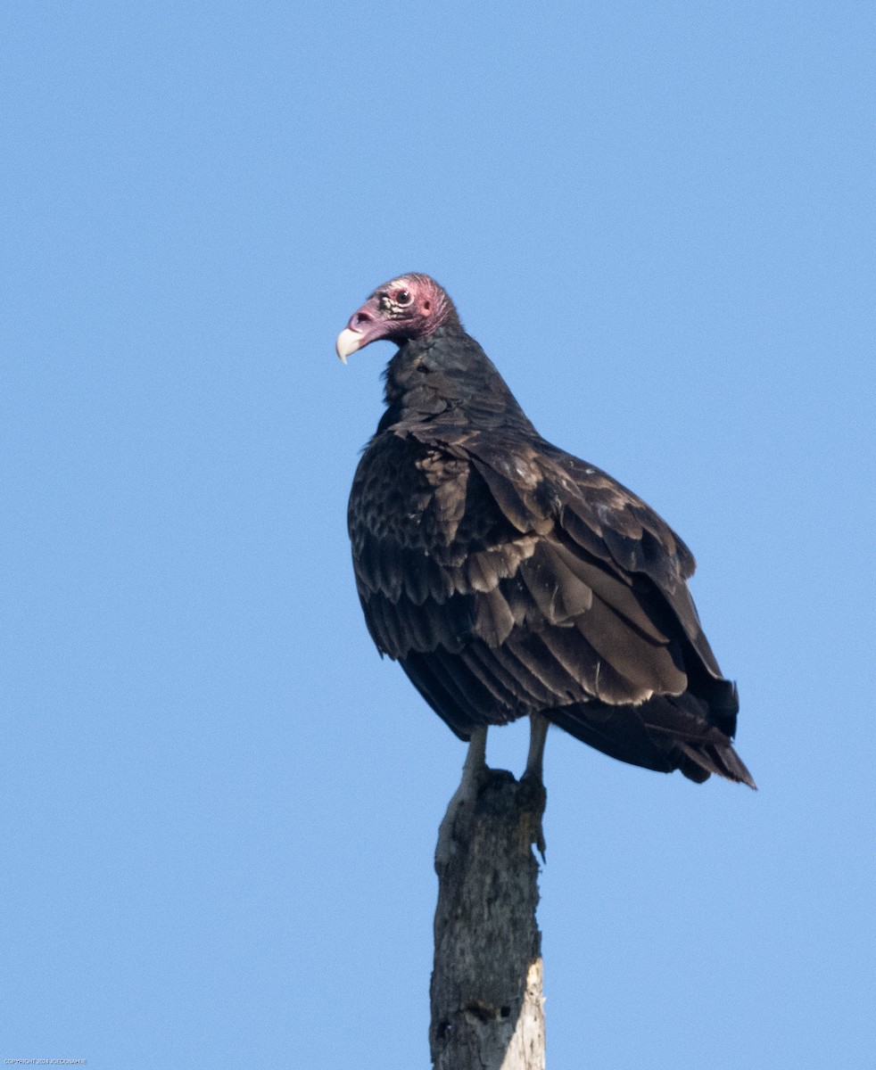 Turkey Vulture - ML620703417